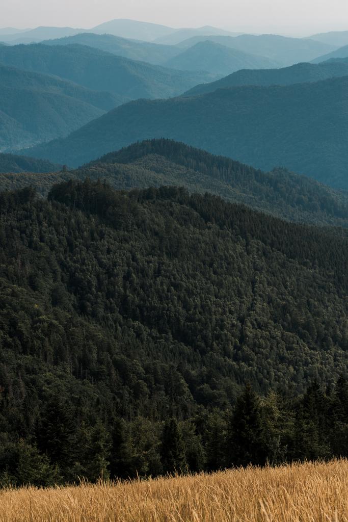 keltainen ohra niityllä lähellä vihreitä vuoria
 - Valokuva, kuva