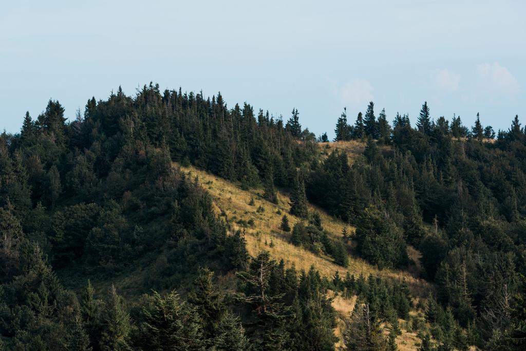 frische und grüne Tannen auf einem Hügel vor blauem Himmel  - Foto, Bild