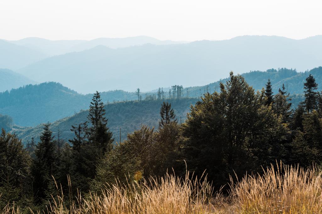 scenografica silhouette blu di montagne vicino a campi dorati e abeti
  - Foto, immagini