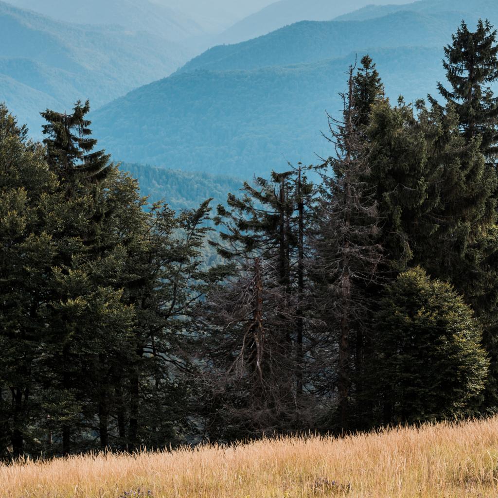  silhouette bleue des montagnes près du champ doré et des sapins
  - Photo, image