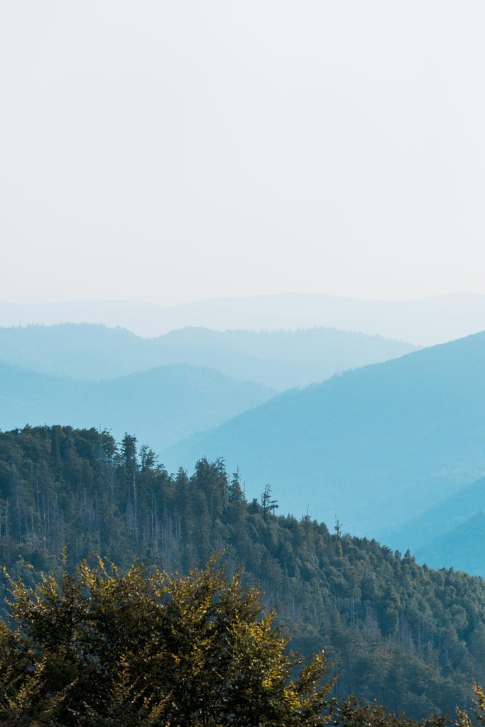 silhueta azul de montanhas perto de abetos em colina
 - Foto, Imagem