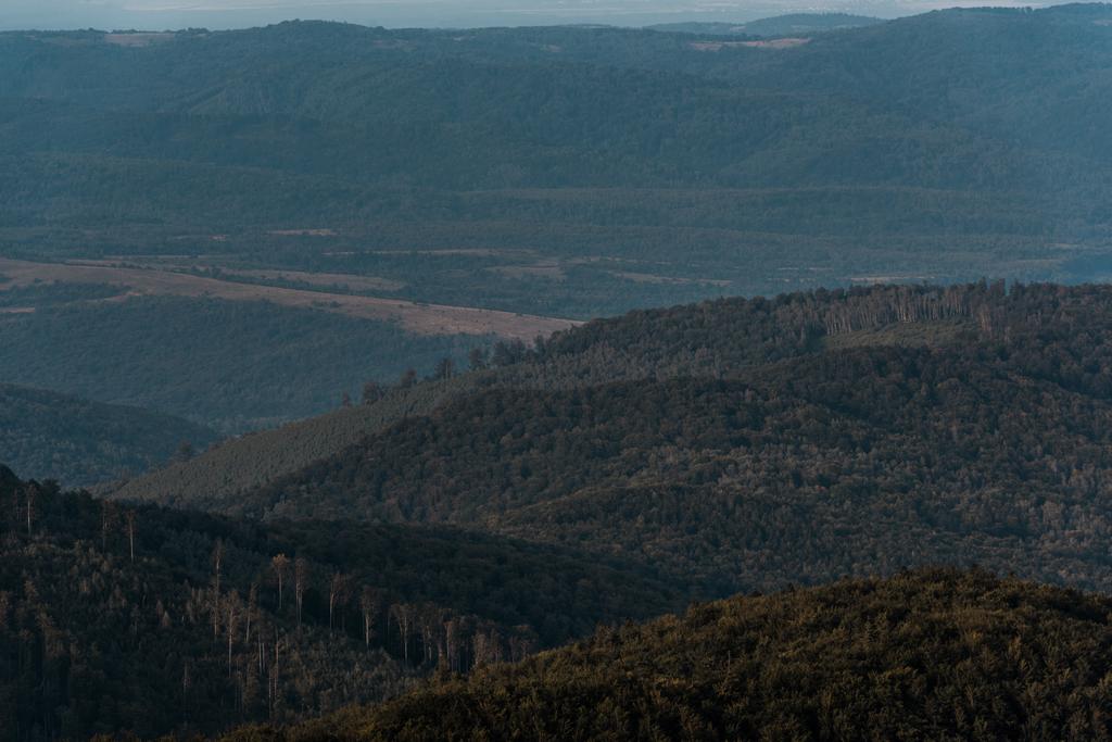 foco seletivo de árvores verdes em colinas
  - Foto, Imagem