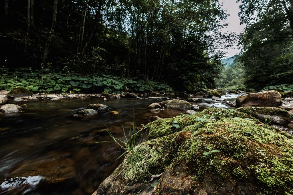 moule vert sur des pierres humides près d'un ruisseau coulant
   - Photo, image