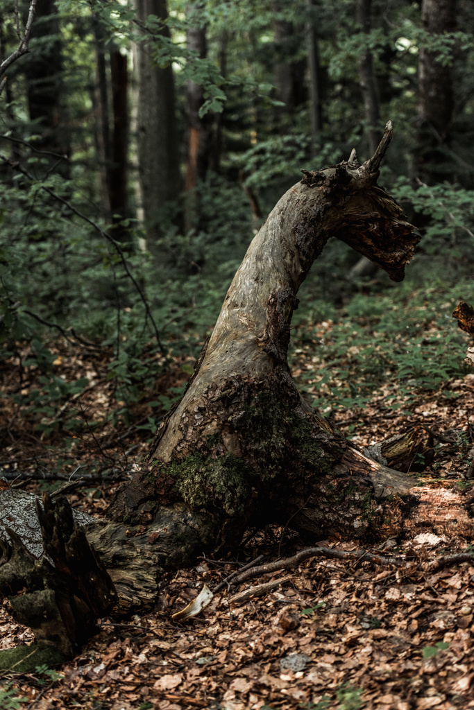 kuivien lehtien valikoiva kohdentaminen lähellä metsän puita
  - Valokuva, kuva
