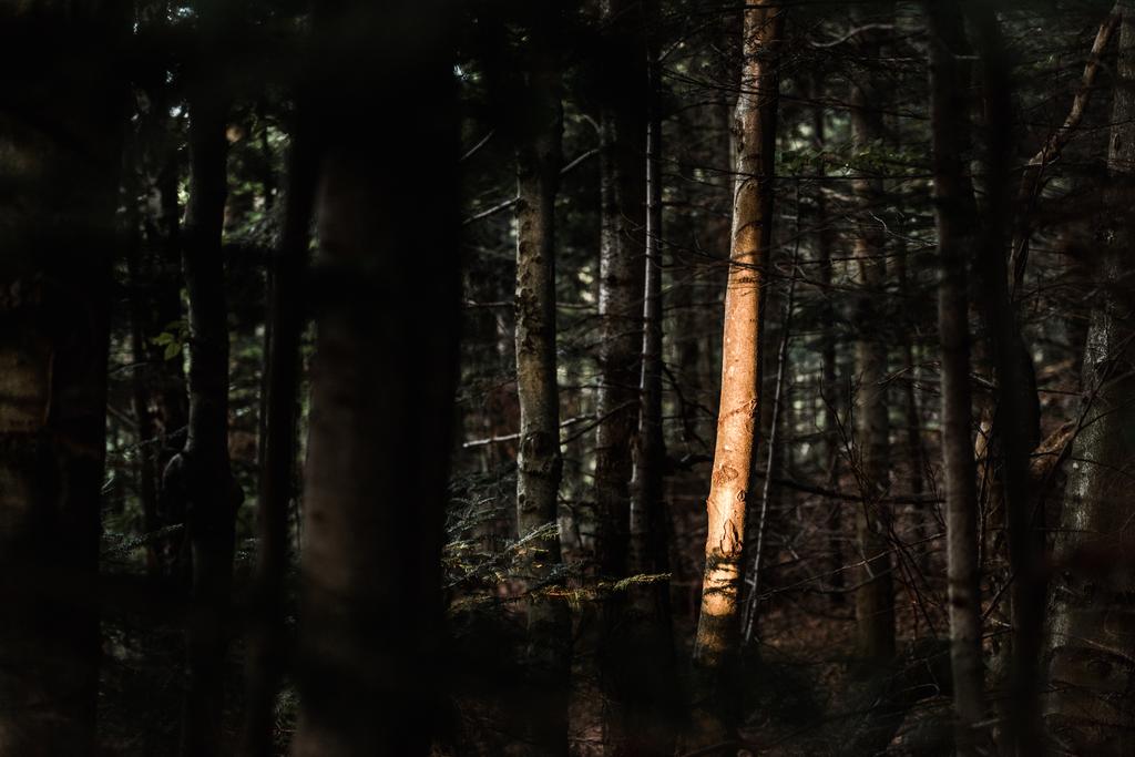 auringonvalo puun rungossa pimeässä metsässä
  - Valokuva, kuva