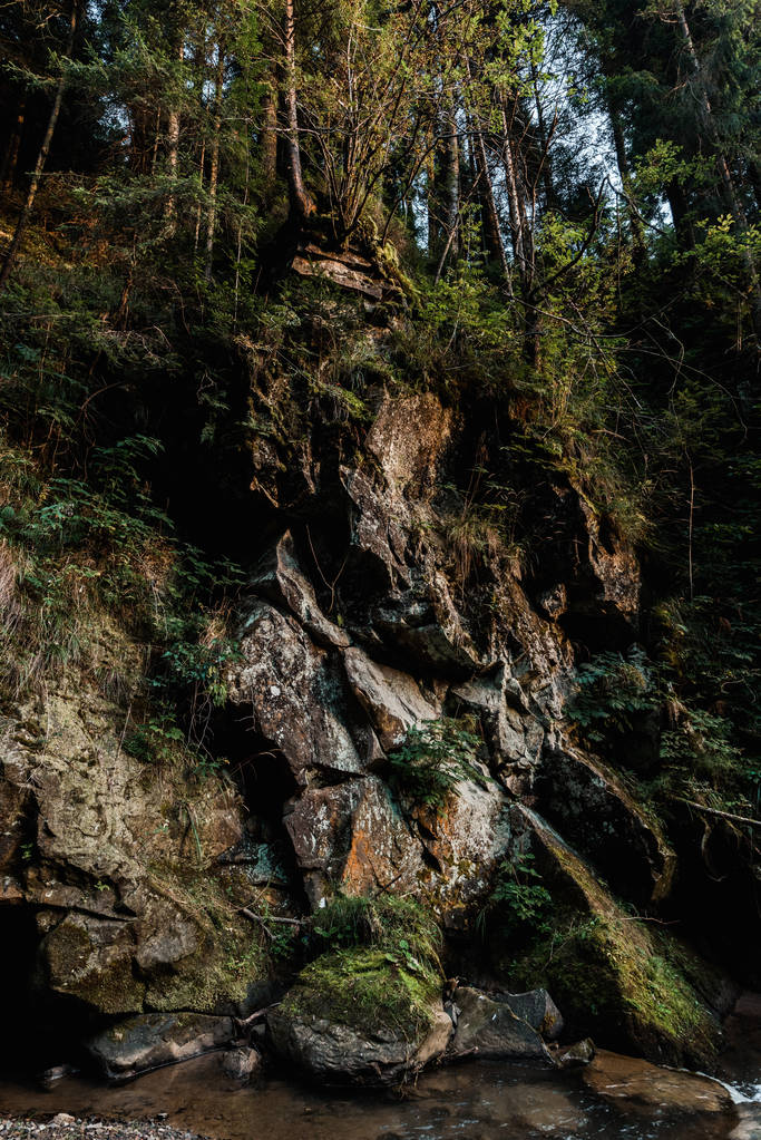 μούχλα σε βράχους κοντά σε πράσινα δέντρα στο δάσος - Φωτογραφία, εικόνα