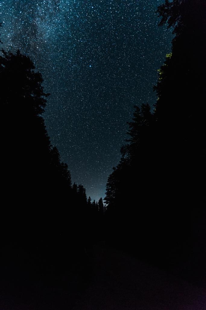 夜の森の中で星が輝く夜空  - 写真・画像