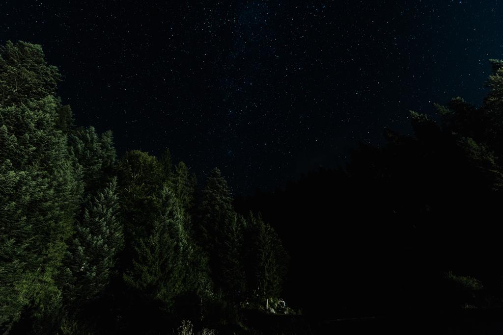 Niedrigwinkel-Ansicht der Tress in der Nähe von Sternen leuchten in der Nacht  - Foto, Bild