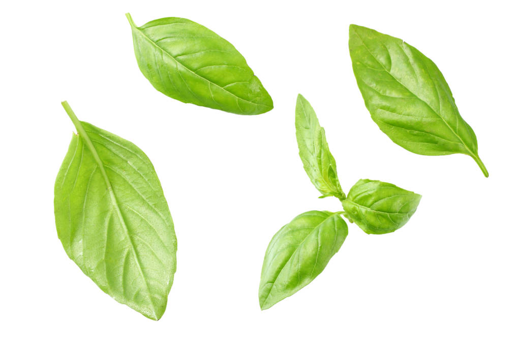 Basil leaves isolated on white background. Top view. Flat lay  - Photo, Image