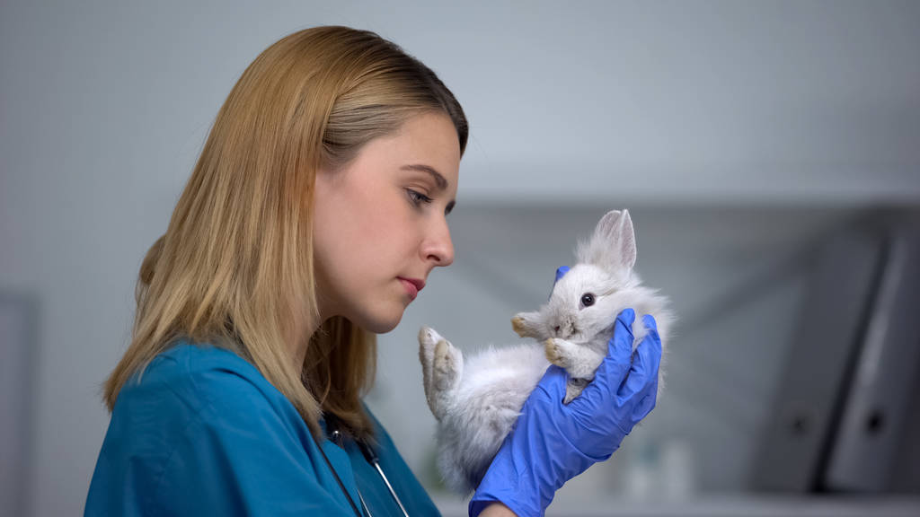 Female vet examining rabbit fur and stomach, complete pet physical checkup - Photo, Image