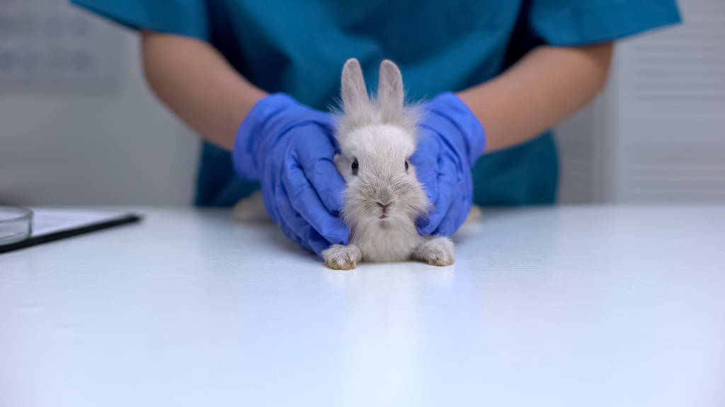Weterynarz w rękawicach posiadających ładny króliczek, PET badanie opieki zdrowotnej, Klinika - Zdjęcie, obraz