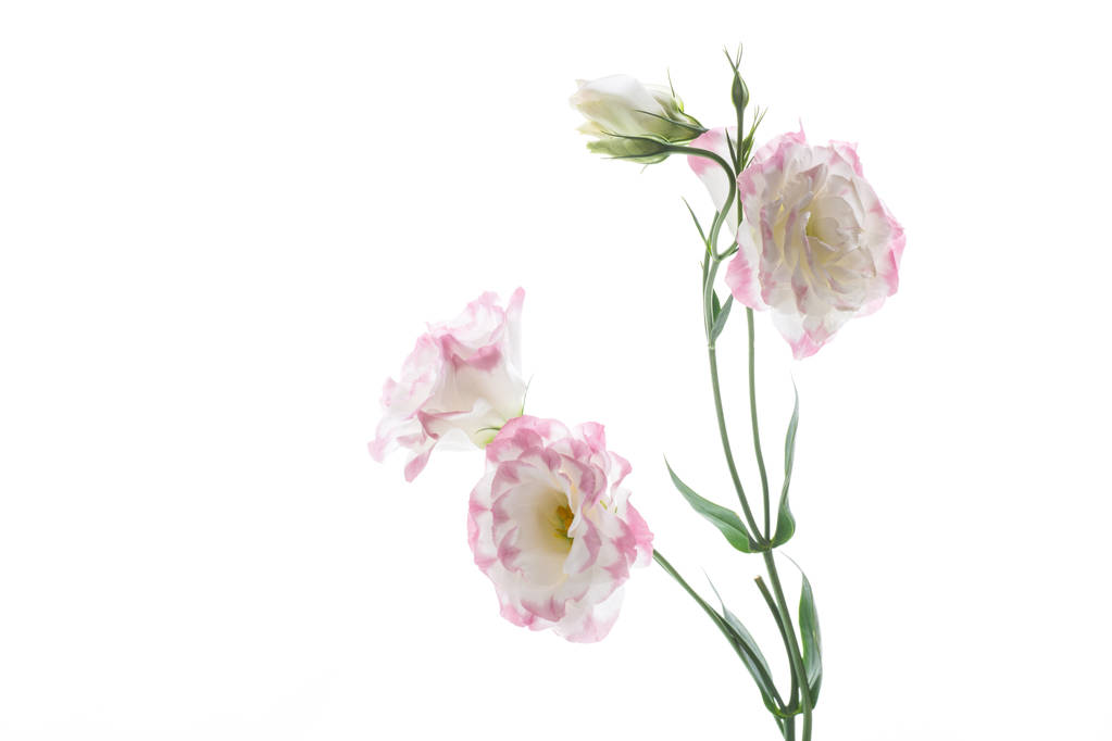 hermosas flores de lisianthus rosa aisladas en blanco
 - Foto, imagen