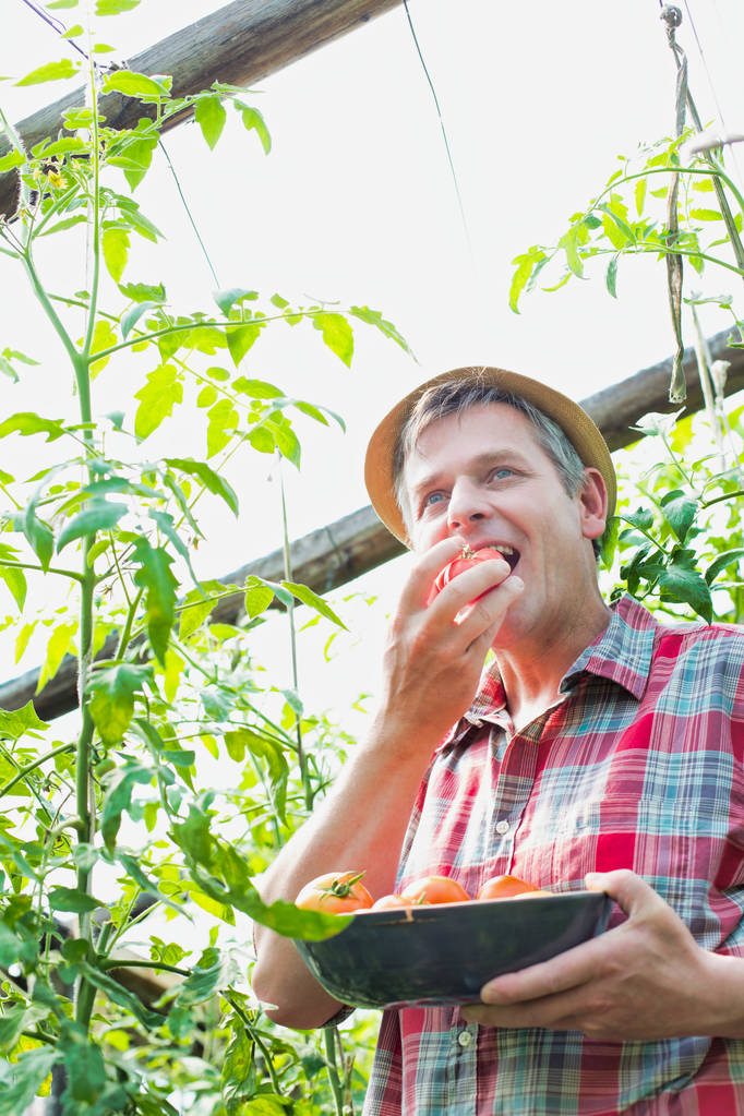 Reifer Bauer isst frische Bio-Tomate auf Bauernhof - Foto, Bild