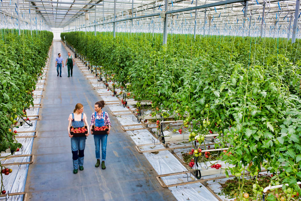 Paradicsomot hordozó munkatársak üvegházi ládákban - Fotó, kép