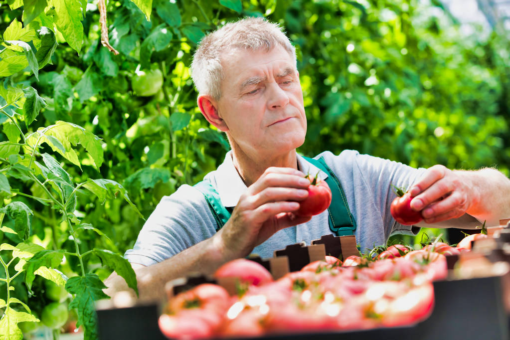 温室にトマトのクレートを積み上げる農家は - 写真・画像