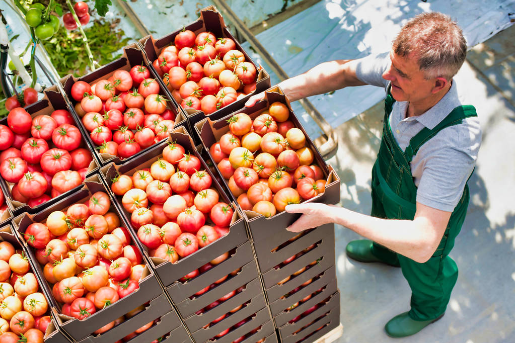 Vista de alto ângulo do agricultor empilhando caixas de tomate em estufa
 - Foto, Imagem