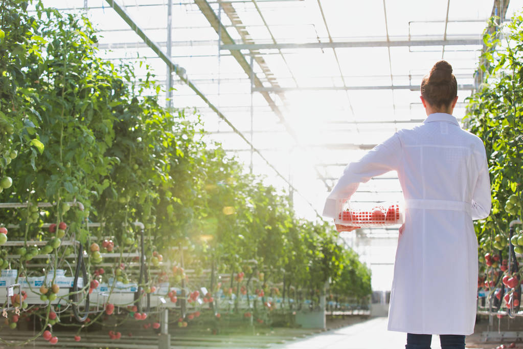 Вид спереду вченого з помідорами на ящику рослинами в теплиці
 - Фото, зображення