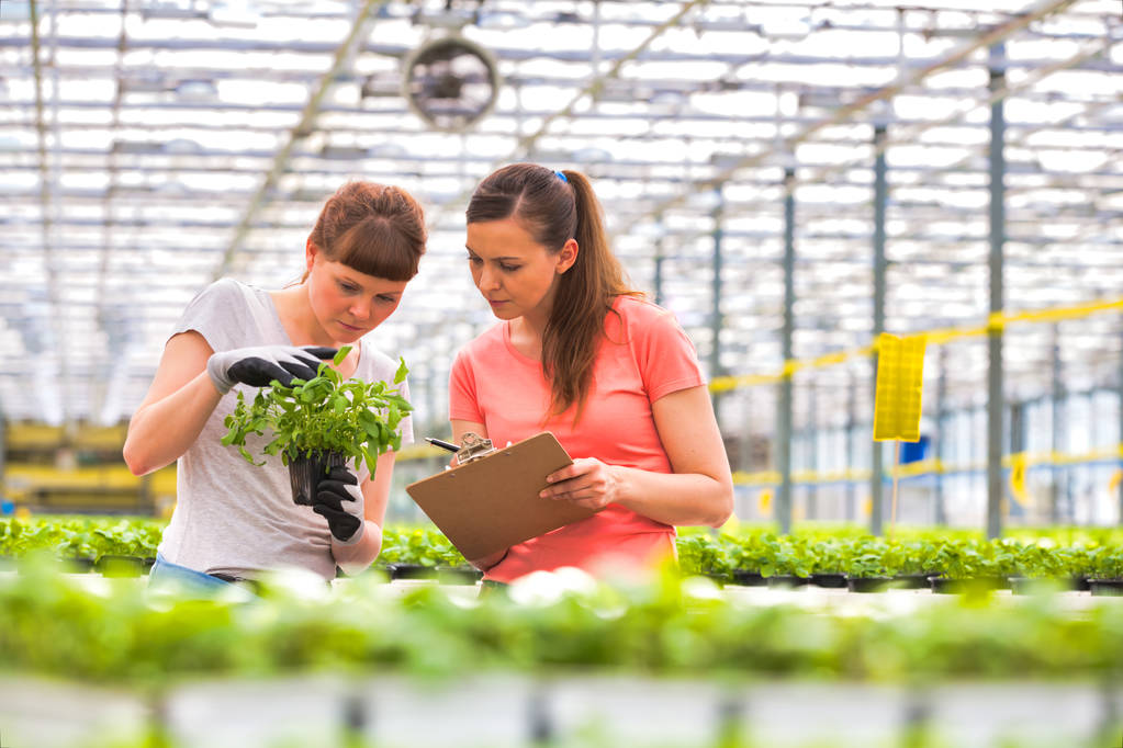 Kobiece botaników badanie sadzonki ziół w szkółce roślin - Zdjęcie, obraz