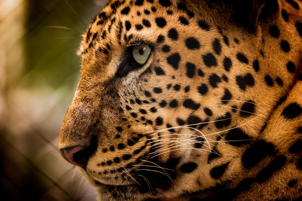 Портрет Яви леопарда - Фото, зображення
