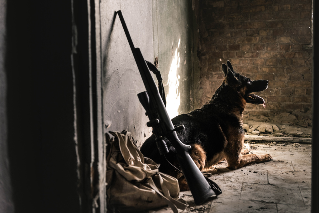 enfoque selectivo de perro pastor alemán sentado en el suelo cerca de pistola en el edificio abandonado, concepto post apocalíptico
 - Foto, imagen