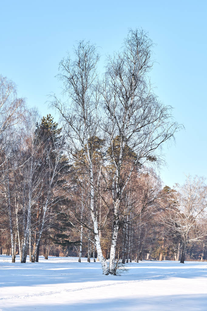 雪に覆われた冬の森の風景 - 写真・画像