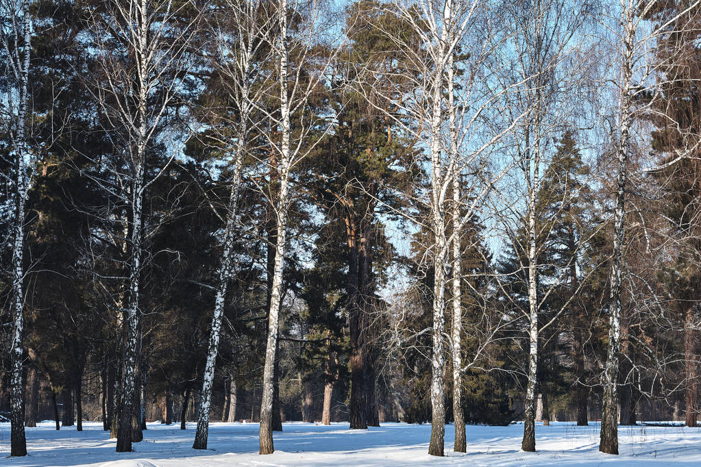 τοπίο του χειμώνα χιονισμένο δάσος - Φωτογραφία, εικόνα