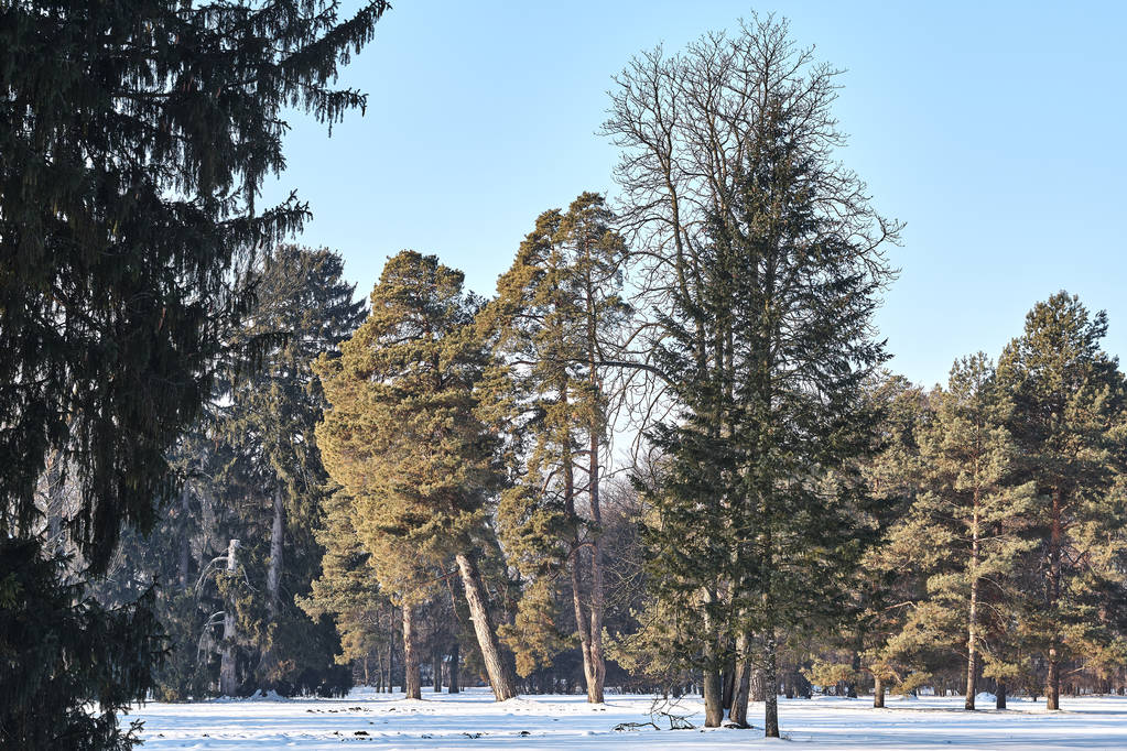 заснеженные деревья в зимнем парке
 - Фото, изображение