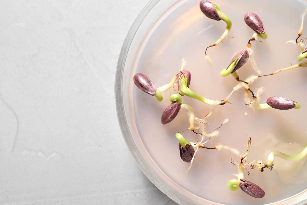 Germinazione e analisi energetica dei semi di girasole in vasetto Petri su tavolo chiaro, primo piano. Ricerca di laboratorio
 - Foto, immagini