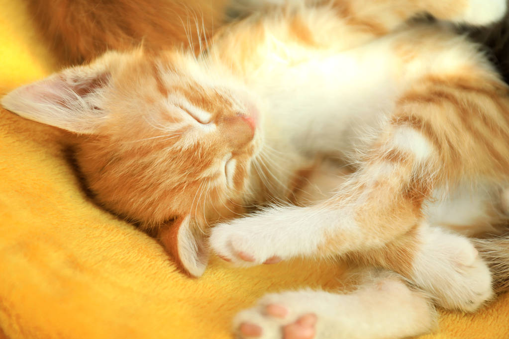 Schattige kleine rode kitten slapen op gele deken - Foto, afbeelding