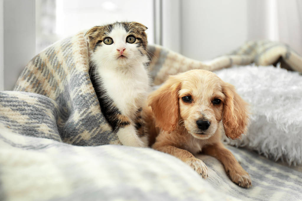 Adorable petit chaton et chiot sous plaid à l'intérieur
 - Photo, image