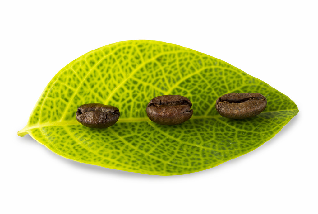Grani e foglie di caffè
 - Foto, immagini