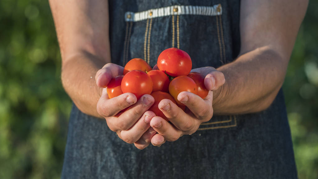 Ένας αγρότης κρατάει μια χούφτα ώριμων κόκκινων ντομάτας. Έννοια των βιολογικών λαχανικών - Φωτογραφία, εικόνα