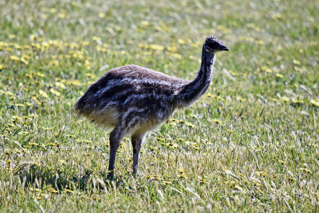 una vista lateral de un pollito emu
 - Foto, Imagen