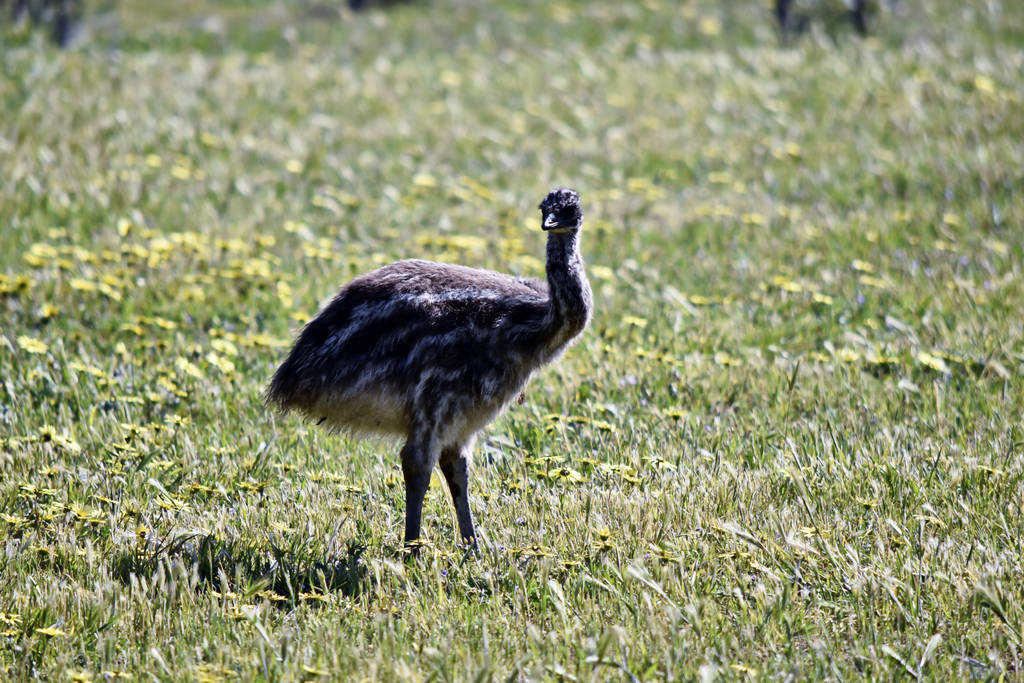Das Emu-Küken ist erst wenige Wochen alt - Foto, Bild