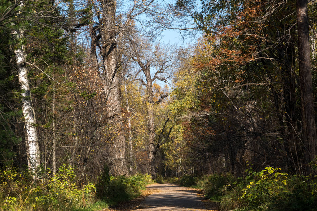 Estrada através da floresta de outono - Foto, Imagem