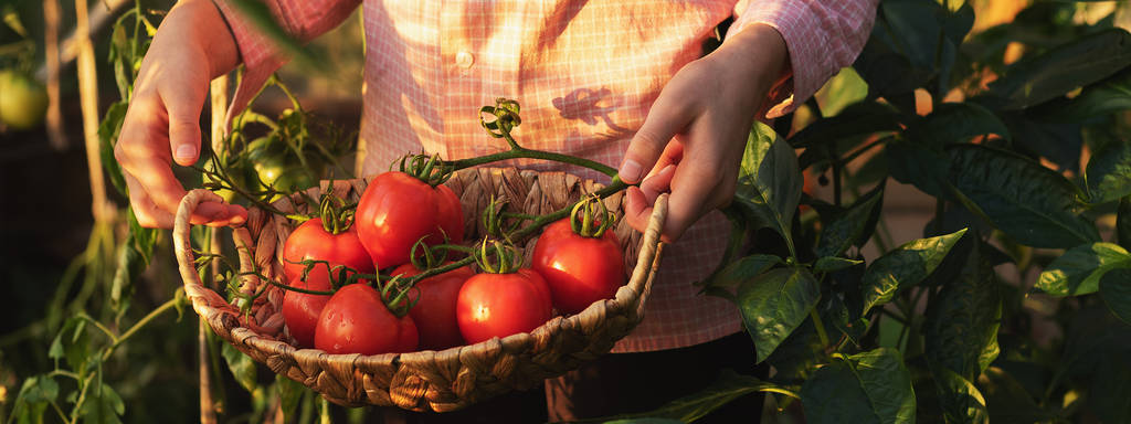 Giardinaggio e agricoltura concetto. Prodotti in serra. Produzione di prodotti vegetali. Crescere pomodori in una serra. - Foto, immagini