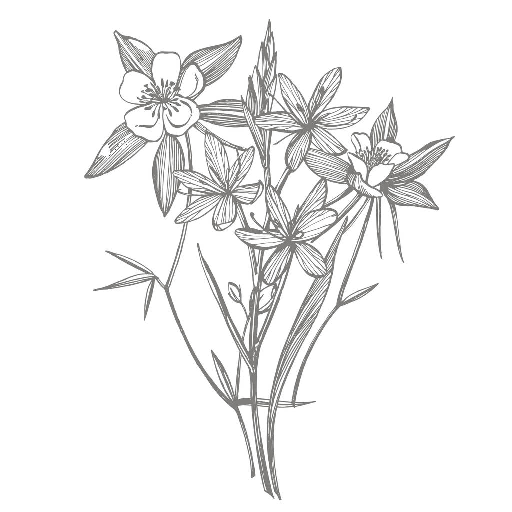 Sammlung handgezeichneter Blumen und Pflanzen. Botanik. gesetzt. Jahrgangsblumen. Schwarz-Weiß-Illustration im Stile von Kupferstichen - Vektor, Bild