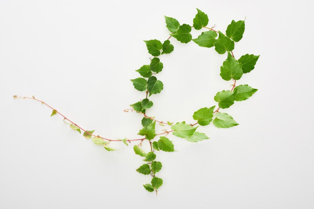 κορυφαία άποψη του κλαδί φυτό λυκίσκου με πράσινα φύλλα απομονώνονται σε λευκό - Φωτογραφία, εικόνα