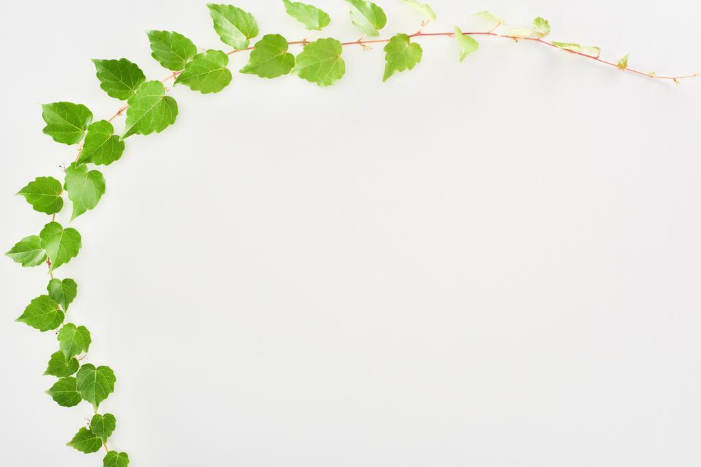 vista superior de ramita de lúpulo con hojas verdes aisladas en blanco con espacio para copiar
  - Foto, imagen