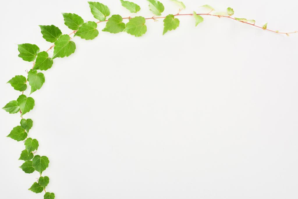 vista superior de ramita de lúpulo con hojas verdes aisladas en blanco con espacio para copiar
 - Foto, Imagen