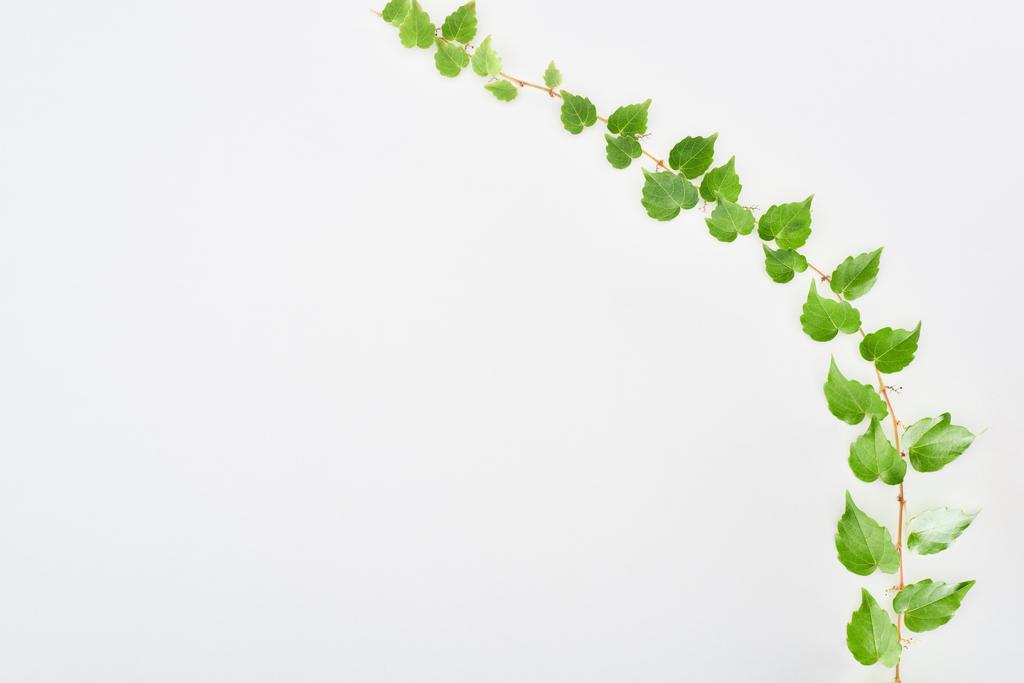 vista superior de ramita de lúpulo con hojas verdes aisladas en blanco con espacio para copiar
  - Foto, Imagen