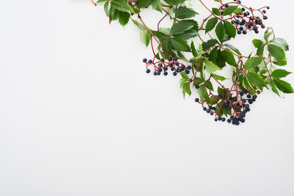 с зелеными листьями и ягодами, выделенными на белом фоне с копировальным пространством
 - Фото, изображение