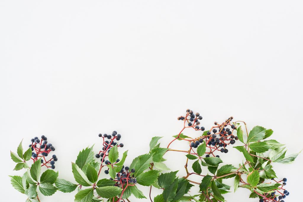 Draufsicht auf wilde Trauben Zweig mit grünen Blättern und Beeren isoliert auf weiß mit Kopierraum - Foto, Bild