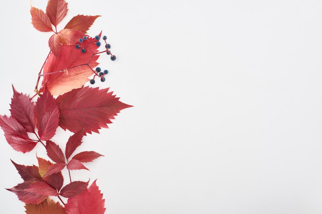 Kırmızı yapraklı ve böğürtlenli yabani üzüm dalının beyaz üzerine izole edilmiş kopyası. - Fotoğraf, Görsel
