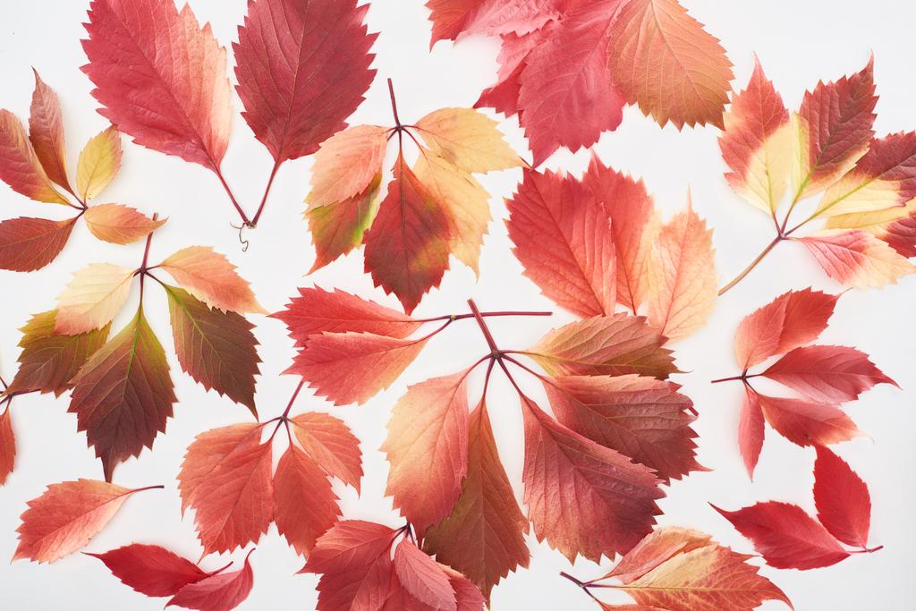 ylhäältä näkymä hajallaan värikkäitä punaisia lehtiä luonnonvaraisten viinirypäleiden eristetty valkoinen
  - Valokuva, kuva
