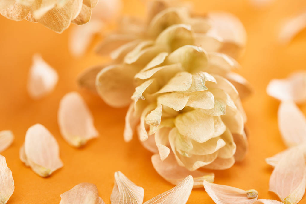 close-up zicht op droge hop in de buurt van bloemblaadjes op gele achtergrond  - Foto, afbeelding
