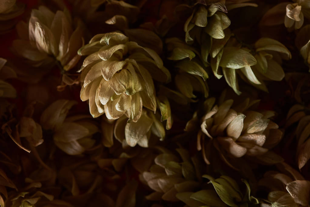 vista de perto de cones de semente de lúpulo seco isolado em fundo preto
 - Foto, Imagem