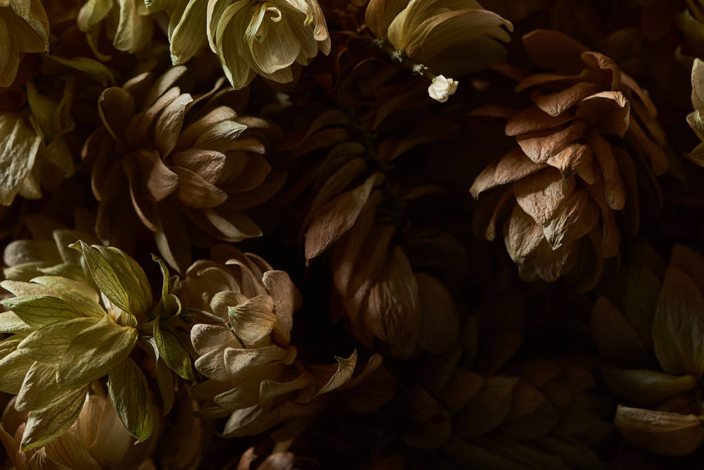 vista de cerca de los conos de semillas de lúpulo seco aislados sobre fondo negro
 - Foto, imagen