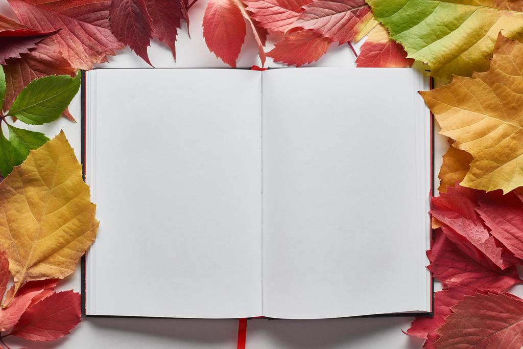 blanco notebook omlijst met kleurrijke herfstbladeren van elzen, esdoorn en wilde druiven op witte achtergrond - Foto, afbeelding