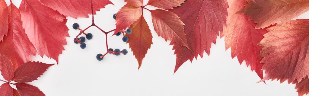 panoramatický záběr červených listů a bobulí z divokých hroznů izolovaných na bílém  - Fotografie, Obrázek